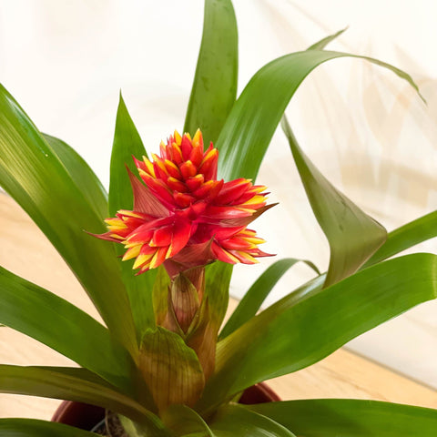 Bromelia Guzmania 'Brush' - Sprouts of Bristol