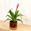 Bromelia Guzmania 'Candy' - Sprouts of Bristol