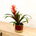 Bromelia Guzmania 'Chic' - Sprouts of Bristol