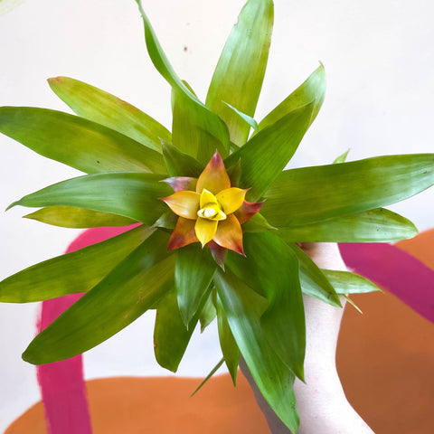 Bromelia Guzmania 'Mini Fairy' - Sprouts of Bristol