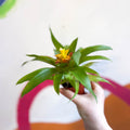 Bromelia Guzmania 'Mini Fairy' - Sprouts of Bristol
