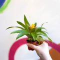 Bromelia Guzmania 'Mini Fairy' - Sprouts of Bristol