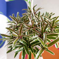 Bromeliad - Neoregelia 'Donger' - Sprouts of Bristol