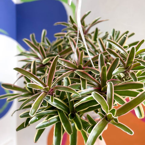Bromeliad - Neoregelia 'Donger' - Sprouts of Bristol