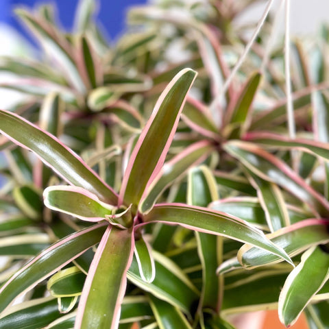 Bromeliad - Neoregelia 'Donger' - Sprouts of Bristol