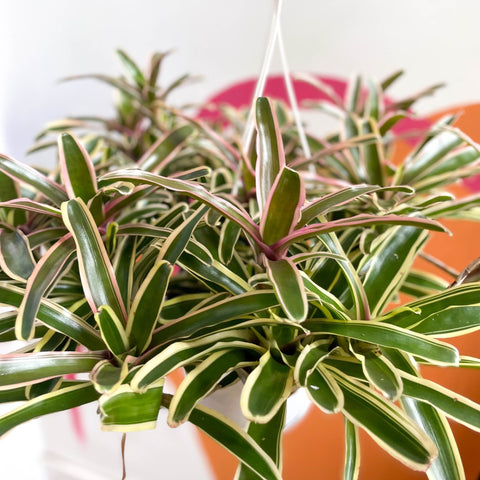 Bromeliad - Neoregelia 'Donger' - Sprouts of Bristol