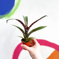 Bromeliad - Vriesea fosteriana 'Red Chestnut' - Sprouts of Bristol