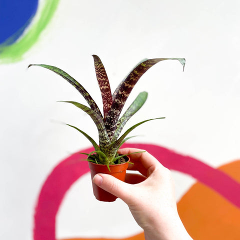 Bromeliad - Vriesea fosteriana 'Red Chestnut' - Sprouts of Bristol