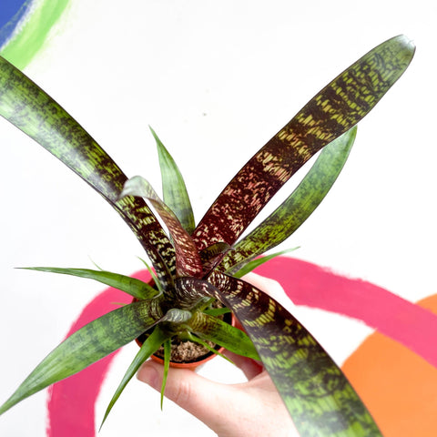 Bromeliad - Vriesea fosteriana 'Red Chestnut' - Sprouts of Bristol