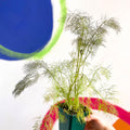 Bronze-leaved Fennel - Foeniculum vulgare 'Purpureum' - Cotswolds Grown Culinary Herbs - Sprouts of Bristol