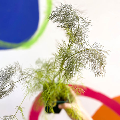 Bronze-leaved Fennel - Foeniculum vulgare 'Purpureum' - Cotswolds Grown Culinary Herbs - Sprouts of Bristol
