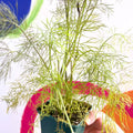 Bronze-leaved Fennel - Foeniculum vulgare 'Purpureum' - Cotswolds Grown Culinary Herbs - Sprouts of Bristol