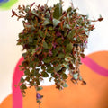 Brown Furry Inch Plant - Tradescantia sillamontana 'Brown Hill' - Sprouts of Bristol