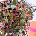 Brown Furry Inch Plant - Tradescantia sillamontana 'Brown Hill' - Sprouts of Bristol