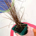 Buchanan's Sedge - Carex buchananii - Cotswold Grown Perennial - Sprouts of Bristol