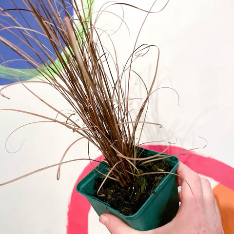 Buchanan's Sedge - Carex buchananii - Cotswold Grown Perennial - Sprouts of Bristol
