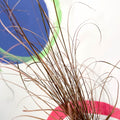 Buchanan's Sedge - Carex buchananii - Cotswold Grown Perennial - Sprouts of Bristol