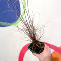 Buchanan's Sedge - Carex buchananii - Cotswold Grown Perennial - Sprouts of Bristol