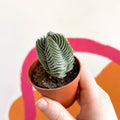Buddha's Temple - Crassula pyramidalis compacta - Sprouts of Bristol