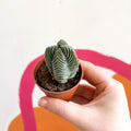 Buddha's Temple - Crassula pyramidalis compacta - Sprouts of Bristol