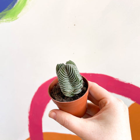 Buddha's Temple - Crassula pyramidalis compacta - Sprouts of Bristol