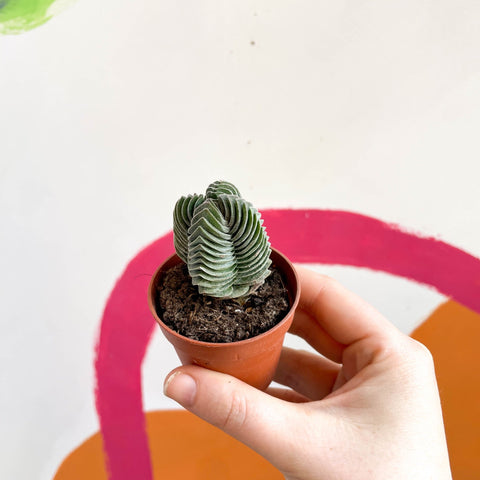 Buddha's Temple - Crassula pyramidalis compacta - Sprouts of Bristol
