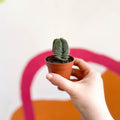 Buddha's Temple - Crassula pyramidalis compacta - Sprouts of Bristol