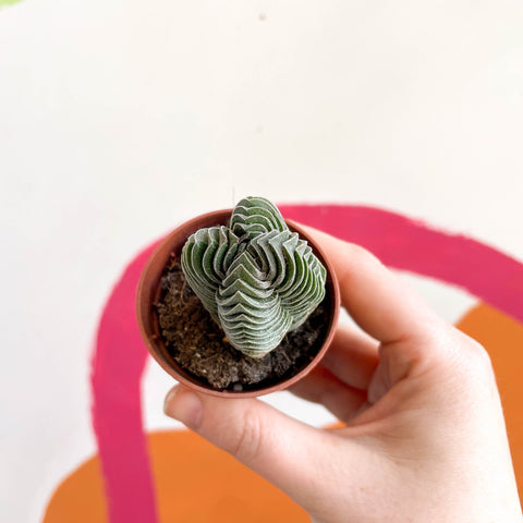 Buddha's Temple - Crassula pyramidalis compacta - Sprouts of Bristol