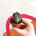 Buddha's Temple - Crassula pyramidalis compacta - Sprouts of Bristol