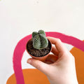 Buddha's Temple - Crassula pyramidalis compacta - Sprouts of Bristol