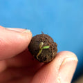 Bumblebee Seedball Wildflower Tins: Blue - Sprouts of Bristol