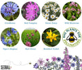 Bumblebee Seedball Wildflower Tins: Blue - Sprouts of Bristol