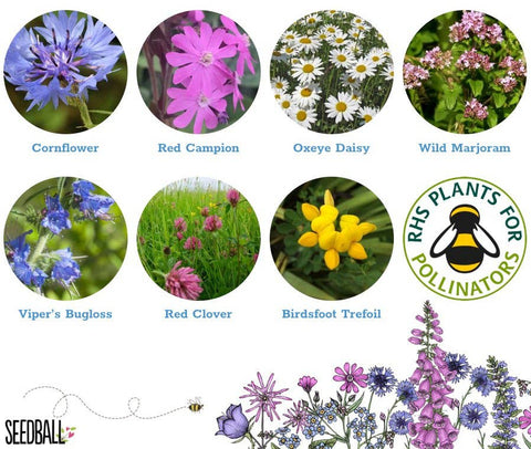 Bumblebee Seedball Wildflower Tins: Blue - Sprouts of Bristol