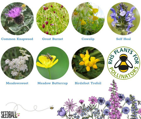 Bumblebee Seedball Wildflower Tins: Blue - Sprouts of Bristol