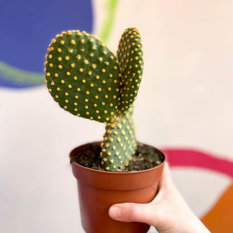 Bunny Ears Cactus - Opuntia microdasys - Sprouts of Bristol