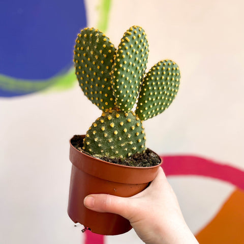 Bunny Ears Cactus - Opuntia microdasys - Sprouts of Bristol