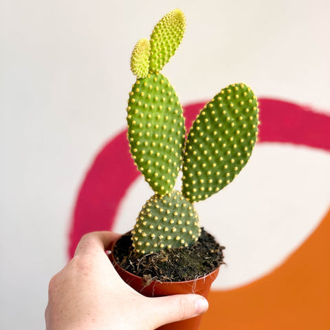 Bunny Ears Cactus - Opuntia microdasys - Sprouts of Bristol