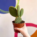 Bunny Ears Cactus - Opuntia microdasys - Sprouts of Bristol