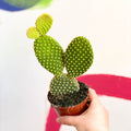 Bunny Ears Cactus - Opuntia microdasys - Sprouts of Bristol