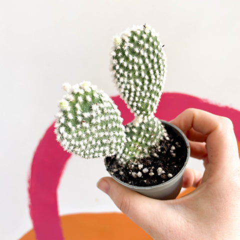 Bunny Ears Cactus - Opuntia Microdasys 'Albata' - Sprouts of Bristol