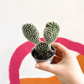 Bunny Ears Cactus - Opuntia Microdasys 'Albata' - Sprouts of Bristol