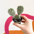 Bunny Ears Cactus - Opuntia Microdasys 'Albata' - Sprouts of Bristol