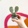 Bunny Ears Cactus - Opuntia Microdasys 'Albata' - Sprouts of Bristol