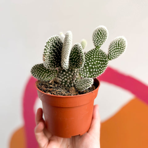Bunny Ears Cactus - Opuntia microdasys 'Albispina' - Sprouts of Bristol