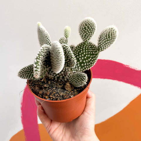 Bunny Ears Cactus - Opuntia microdasys 'Albispina' - Sprouts of Bristol