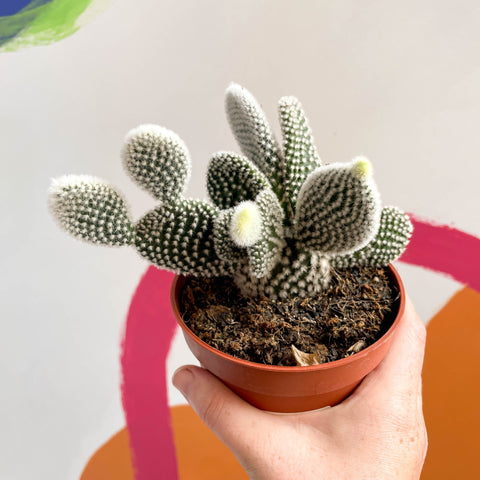 Bunny Ears Cactus - Opuntia microdasys 'Albispina' - Sprouts of Bristol