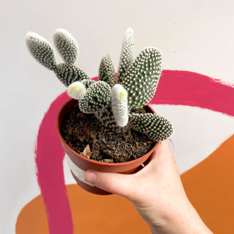 Bunny Ears Cactus - Opuntia microdasys 'Albispina' - Sprouts of Bristol