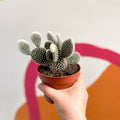 Bunny Ears Cactus - Opuntia microdasys 'Albispina' - Sprouts of Bristol