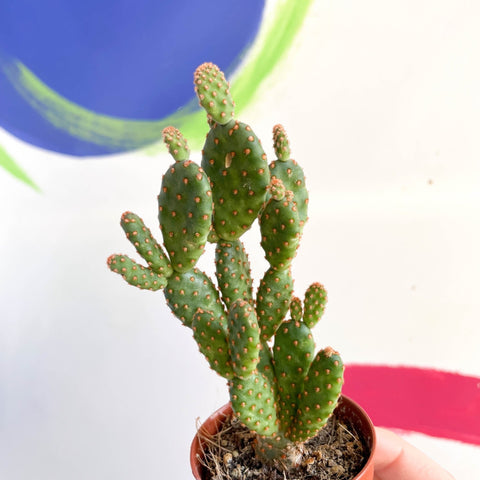 Bunny Ears Cactus - Opuntia microdasys rufida minor - Sprouts of Bristol