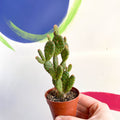 Bunny Ears Cactus - Opuntia microdasys rufida minor - Sprouts of Bristol